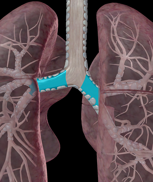 lower-respiratory-lungs-primary-bronchus-hyaline-cartilage